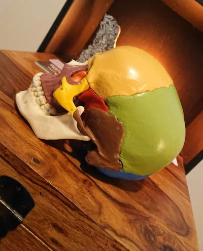 Ein Somso Schädelmodell in warmem Licht.
